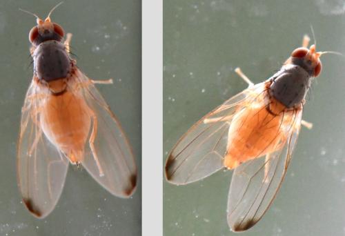 Réf. 330 153 : Palloptera ustulata
